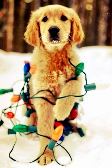Σκύλοι που νομίζουν ότι είναι Χριστουγεννιάτικα δέντρα (19)