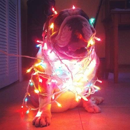Σκύλοι που νομίζουν ότι είναι Χριστουγεννιάτικα δέντρα (20)