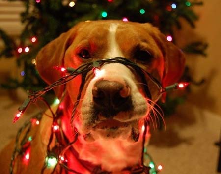 Σκύλοι που νομίζουν ότι είναι Χριστουγεννιάτικα δέντρα (21)