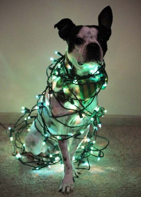 Σκύλοι που νομίζουν ότι είναι Χριστουγεννιάτικα δέντρα (22)