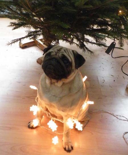Σκύλοι που νομίζουν ότι είναι Χριστουγεννιάτικα δέντρα (23)