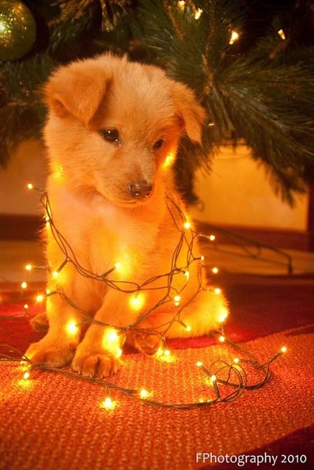 Σκύλοι που νομίζουν ότι είναι Χριστουγεννιάτικα δέντρα (24)