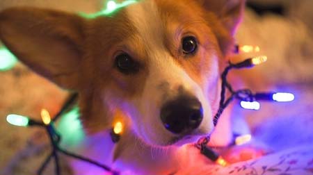 Σκύλοι που νομίζουν ότι είναι Χριστουγεννιάτικα δέντρα (26)