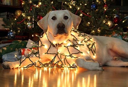 Σκύλοι που νομίζουν ότι είναι Χριστουγεννιάτικα δέντρα (27)