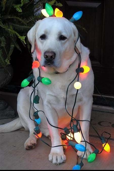 Σκύλοι που νομίζουν ότι είναι Χριστουγεννιάτικα δέντρα (28)