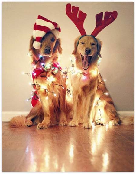 Σκύλοι που νομίζουν ότι είναι Χριστουγεννιάτικα δέντρα (29)