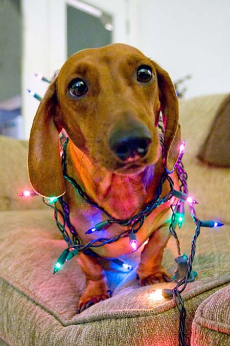 Σκύλοι που νομίζουν ότι είναι Χριστουγεννιάτικα δέντρα (30)