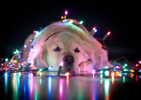 Σκύλοι που νομίζουν ότι είναι Χριστουγεννιάτικα δέντρα (31)