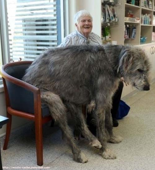 Σκύλοι που δεν συνειδητοποιούν πόσο τεράστιοι είναι (5)