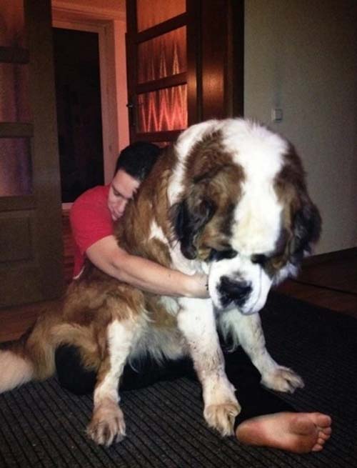 Σκύλοι που δεν συνειδητοποιούν πόσο τεράστιοι είναι (7)