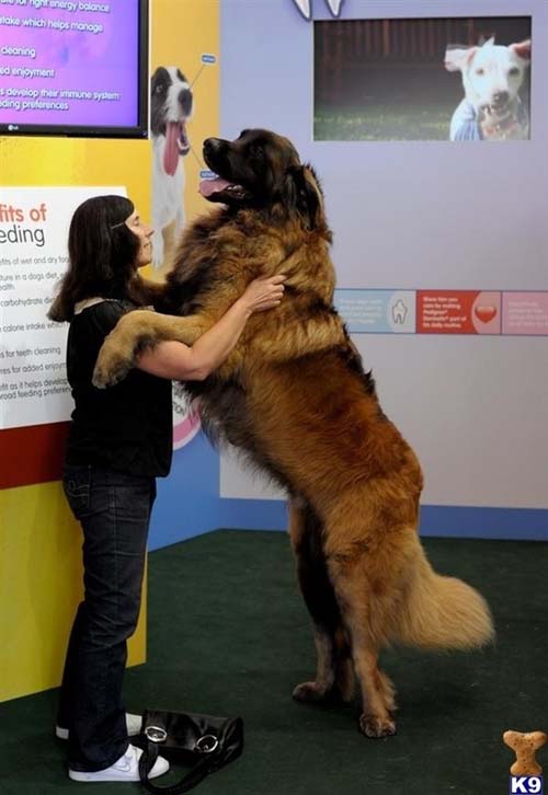 Σκύλοι που δεν συνειδητοποιούν πόσο τεράστιοι είναι (19)