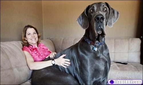 Σκύλοι που δεν συνειδητοποιούν πόσο τεράστιοι είναι (21)