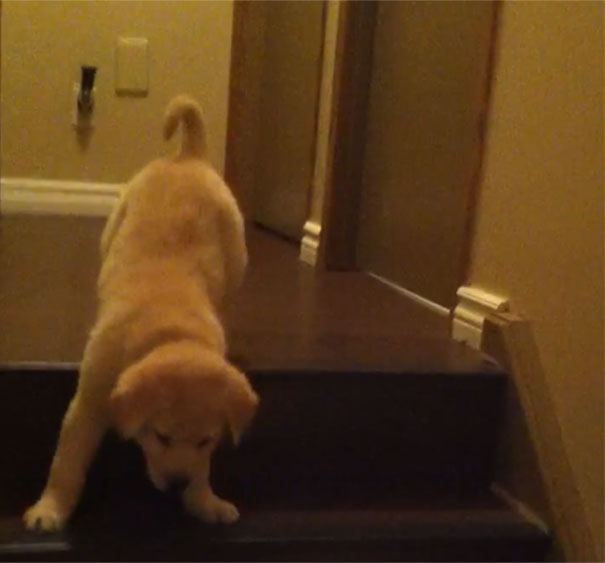 Σκύλος μαθαίνει σε κουτάβι πως να κατεβαίνει τις σκάλες