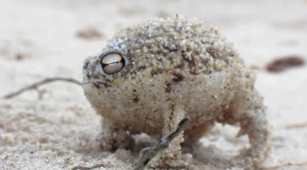 Namaqua Rain Frog