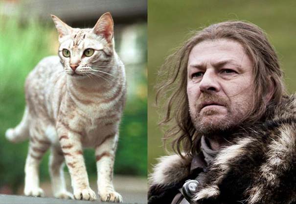 Game Of Thrones: Αν οι πρωταγωνιστές της σειράς ήταν... γάτες (5)