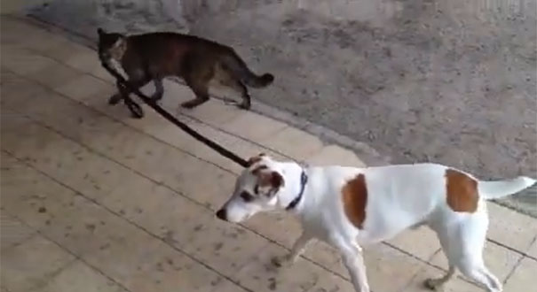 Γάτα βγάζει τον σκύλο βόλτα