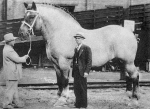 Το πιο μεγαλόσωμο άλογο που καταγράφηκε ποτέ | Φωτογραφία της ημέρας
