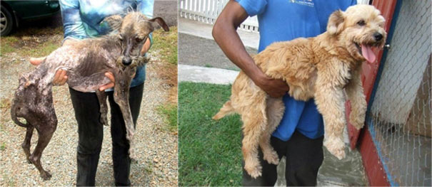 Σκύλοι πριν και μετά τη διάσωση (17)