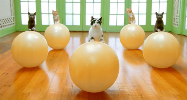 Αερόμπικ για γάτες