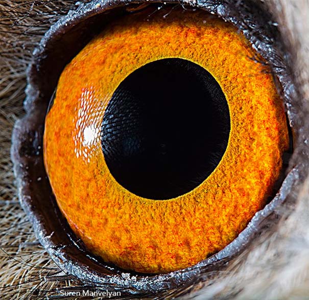 Μάτια ζώων σε εντυπωσιακές λήψεις (5)