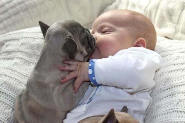 Μωρό & κουτάβια bulldog (2)
