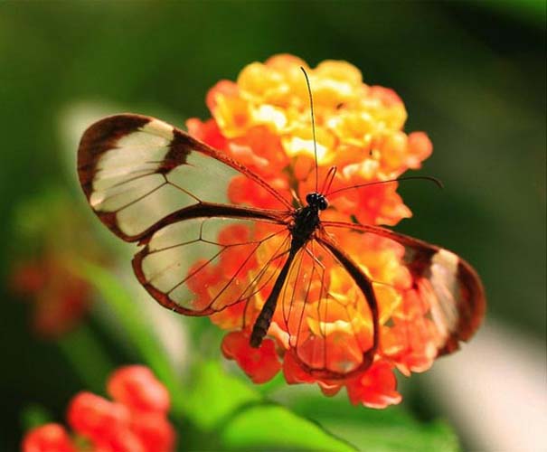Η πεταλούδα με τα διάφανα φτερά (1)