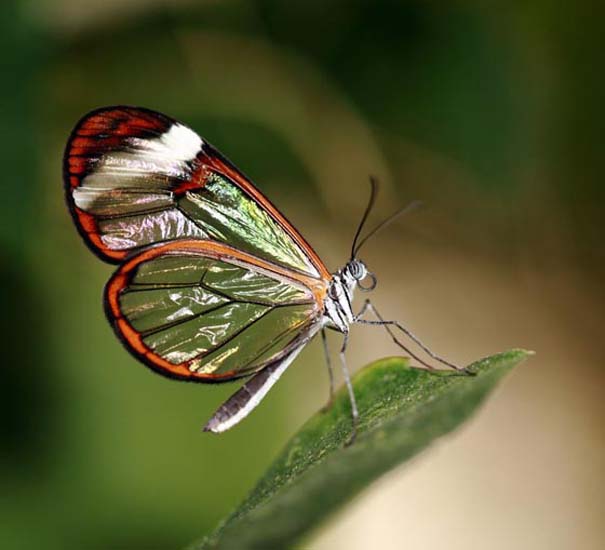 Η πεταλούδα με τα διάφανα φτερά (9)