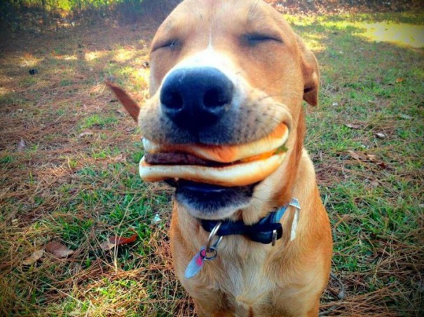 Ο πιο ευτυχισμένος σκύλος αυτή τη στιγμή | Φωτογραφία της ημέρας