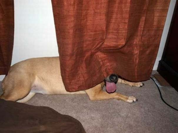 Σκύλοι που δεν είναι καθόλου καλοί στο κρυφτό (24)