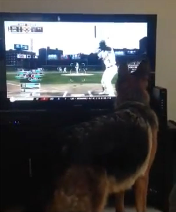 Σκύλος προσπαθεί να πιάσει μπαλάκι που βλέπει στην TV