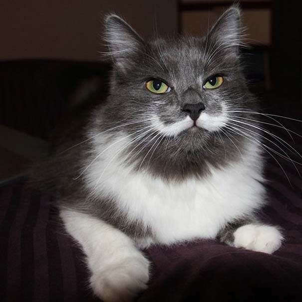 Γάτα με μουστάκι (19)