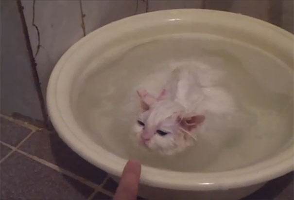 Μια γάτα που δεν θέλει με τίποτα να βγει από το μπάνιο