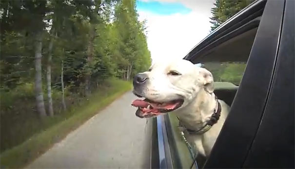 Σκύλοι απολαμβάνουν μια βόλτα με το αυτοκίνητο στην εξοχή