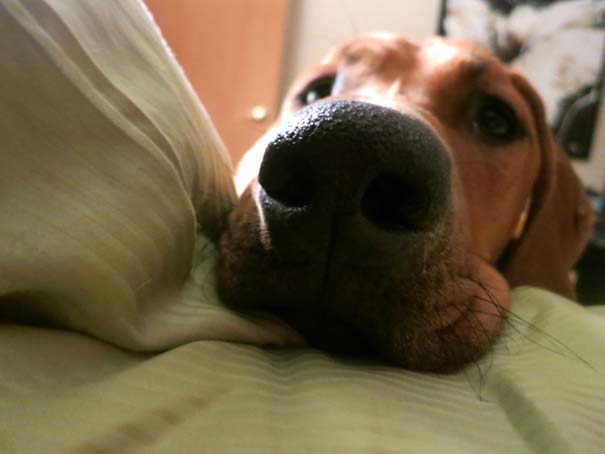 Σκύλοι που ανυπομονούν να ξυπνήσεις (3)