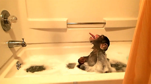 Χιμπατζής διασκεδάζει στη μπανιέρα
