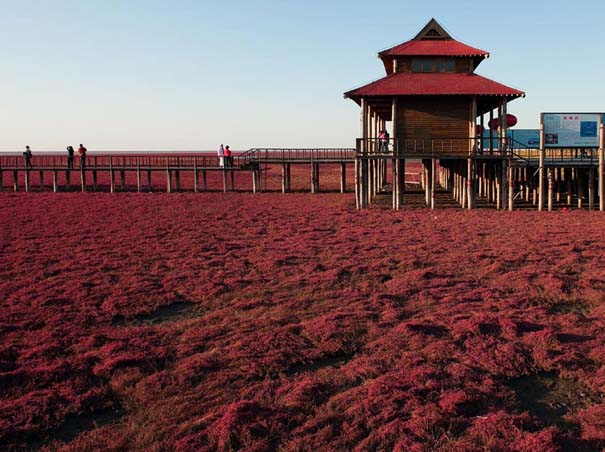 Η εκπληκτική Κόκκινη Παραλία στο Panjin της Κίνας (5)