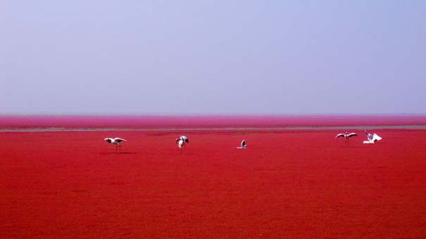 Η εκπληκτική Κόκκινη Παραλία στο Panjin της Κίνας (7)