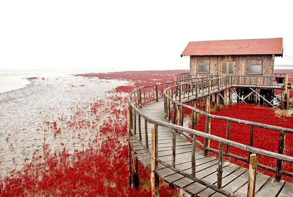 Η εκπληκτική Κόκκινη Παραλία στο Panjin της Κίνας (10)