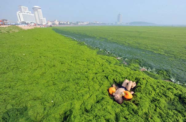 «Θάλασσα» από πράσινο στις ακτές της Κίνας (4)