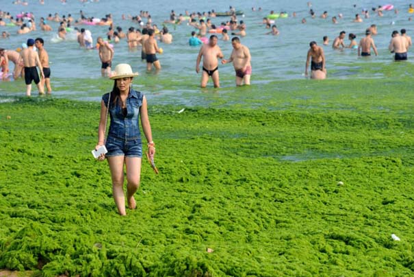 «Θάλασσα» από πράσινο στις ακτές της Κίνας (6)