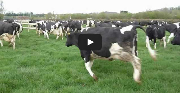 Αγελάδες ξεφαντώνουν στην πρώτη τους έξοδο στο γρασίδι