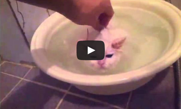 Γάτα αρνείται να εγκαταλείψει το ζεστό μπάνιο της