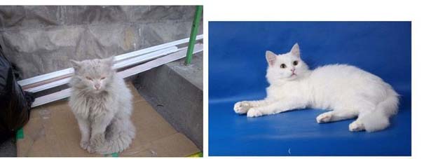 Γάτες πριν και μετά τη διάσωση τους (1)