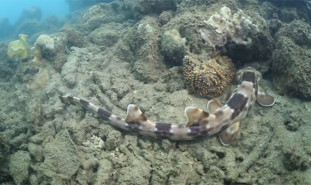Ανακαλύφθηκε νέο είδος καρχαρία που περπατάει στο βυθό
