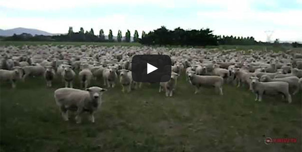 Πρόβατα σε μαζική διαμαρτυρία