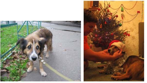 Σκύλοι πριν και μετά τη διάσωση τους (2)