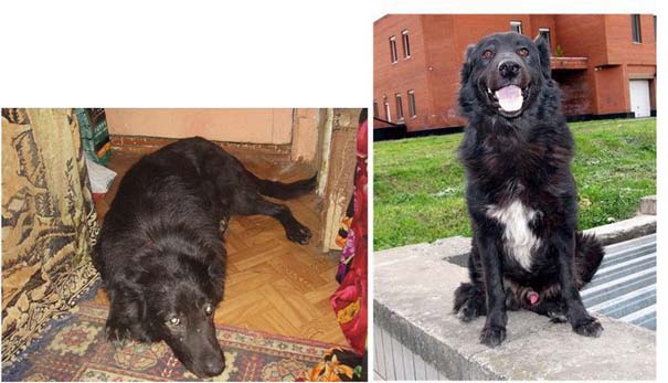 Σκύλοι πριν και μετά τη διάσωση τους (3)