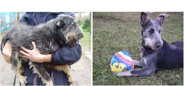 Σκύλοι πριν και μετά τη διάσωση τους (5)