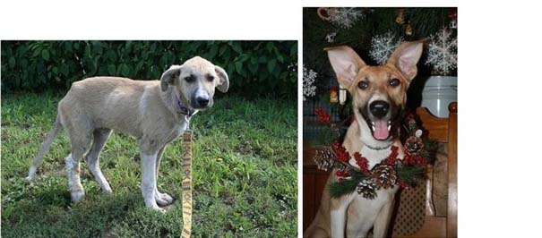 Σκύλοι πριν και μετά τη διάσωση τους (8)