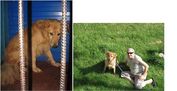 Σκύλοι πριν και μετά τη διάσωση τους (9)